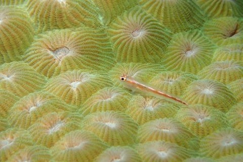 アカスジウミタケハゼ