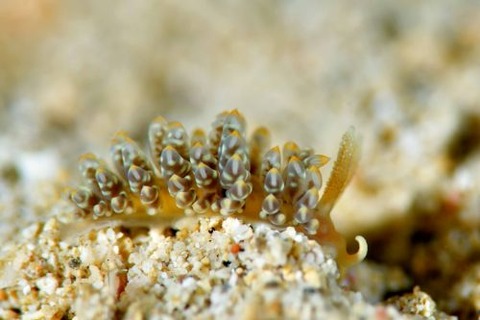 ワグシミノウミウシ