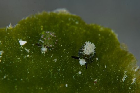 ウサギモウミウシ