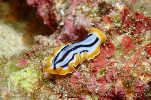 ヒラムシのなかま