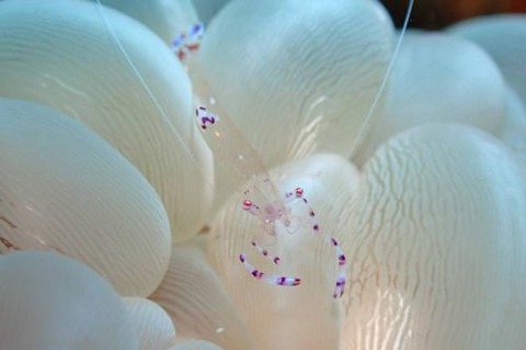 ナデシコカクレエビ