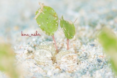 コウイカのなかま