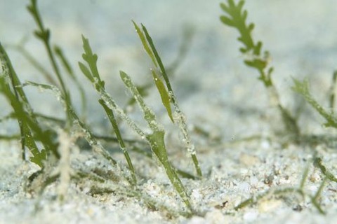 ヒラツノモエビ