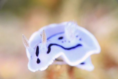 ミゾレウミウシ