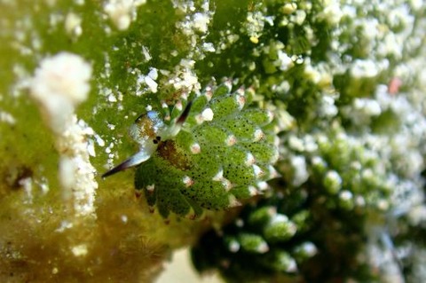 クサイロモウミウシ