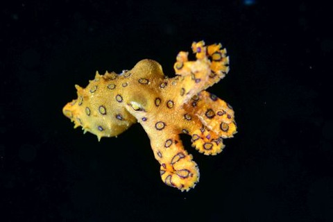 刺激的な水中生物