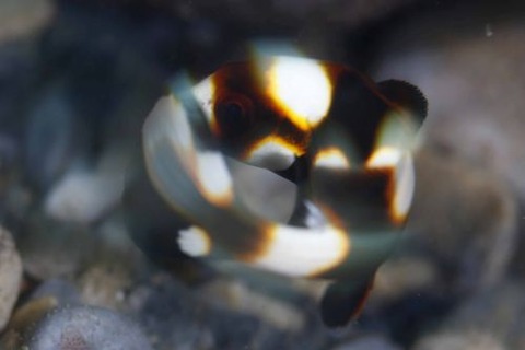 ムスジコショウダイ