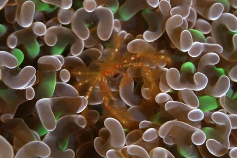 クモガニ属の1種