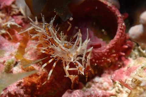 トゲツノメエビ