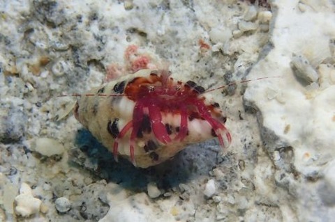 クレナイヒメホンヤドカリ