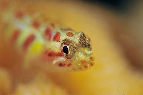 アカホシイソハゼ