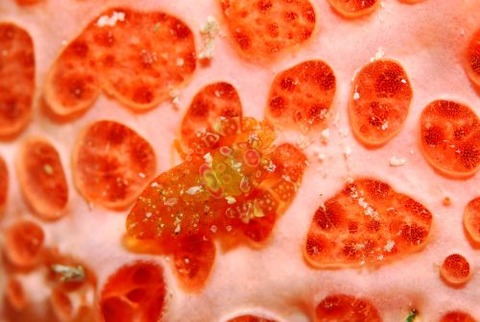 ホヤカクレエビ