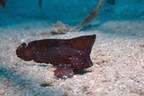 ツマジロオコゼ