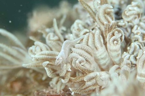 カクレモエビ属の1種