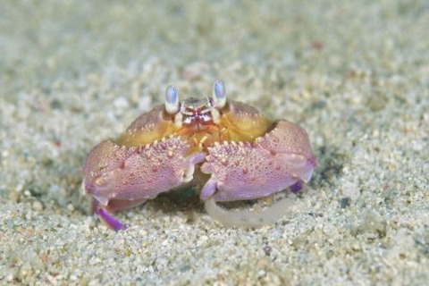 カラッパモドキ