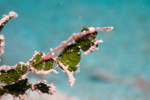 トガリモエビ属の1種