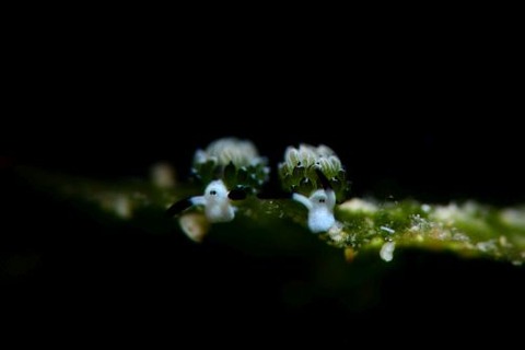 ウサギモウミウシ