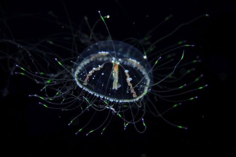 刺激的な水中生物