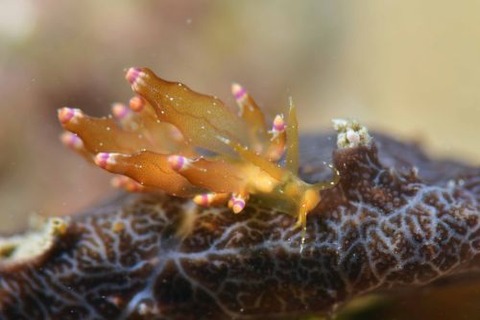 ホリミノウミウシ属の1種