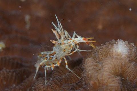 トゲツノメエビ