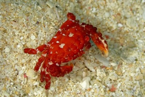 オウギガニ科の1種