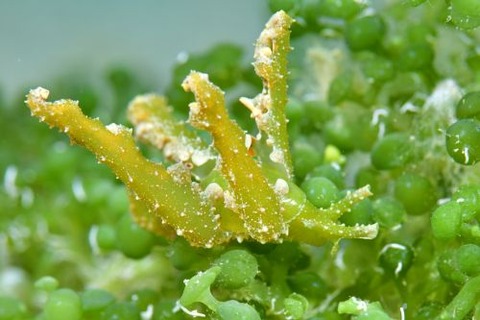 フリソデミドリガイ