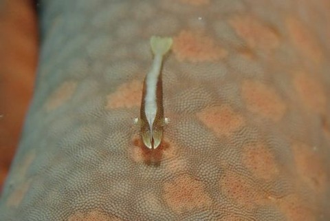 ヒトデヤドリエビ