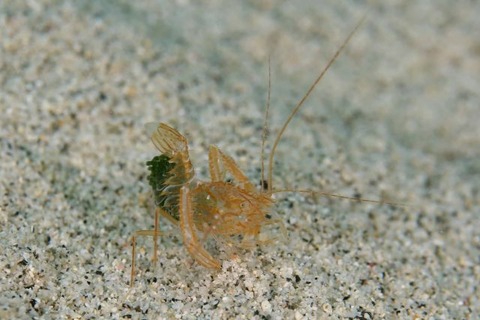 サンゴヒメエビ