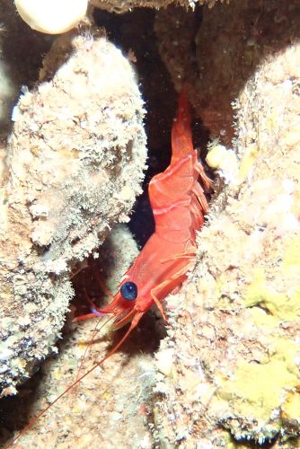 ヒボタンサラサエビ