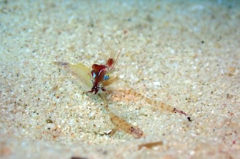 カメンカクレエビ