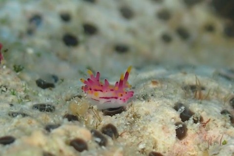 センヒメウミウシ