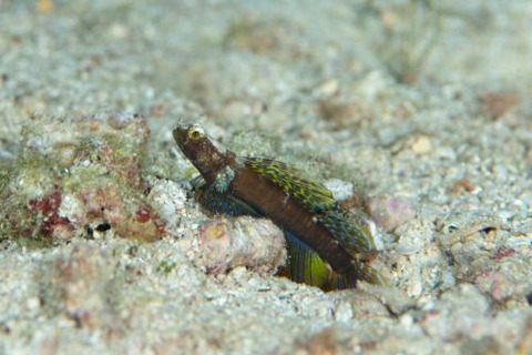 ホタテツノハゼ