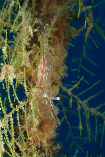 アカスジカクレエビ