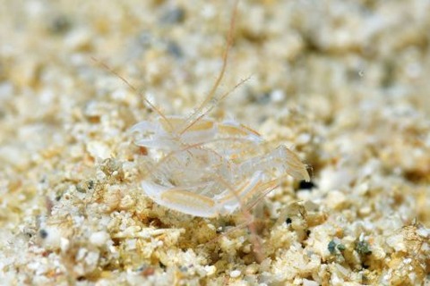 サンゴヒメエビ