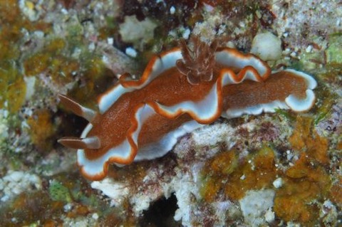 キャラメルウミウシ