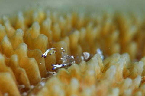 ニセアカホシカクレエビ