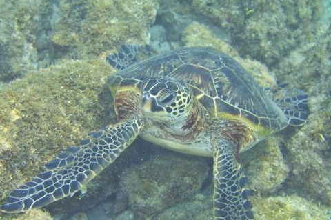 アオウミガメ