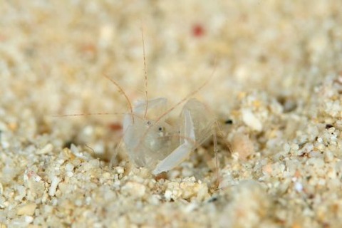 ミクロプロステマ・タケダイ