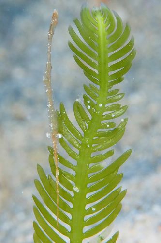 トガリモエビ属の1種