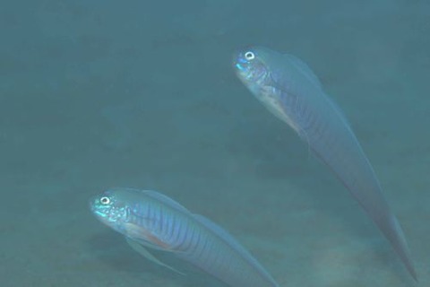 ブルーバードリボンゴビー