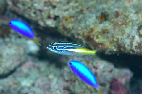 カメンタマガシラ