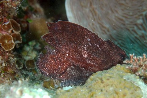 ハダカハオコゼ