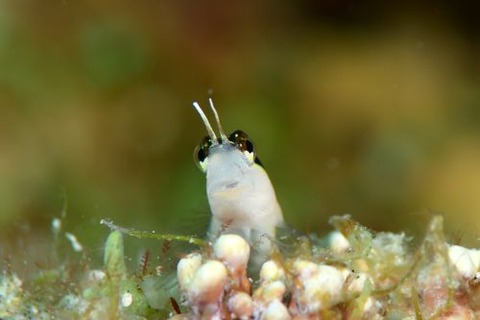 ヒトスジギンポ