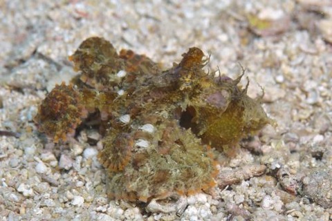 カクレダコのなかま