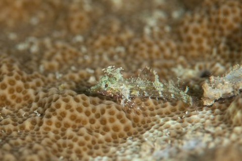 ヘビギンポ科の1種