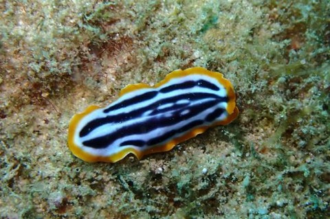 ヒラムシのなかま