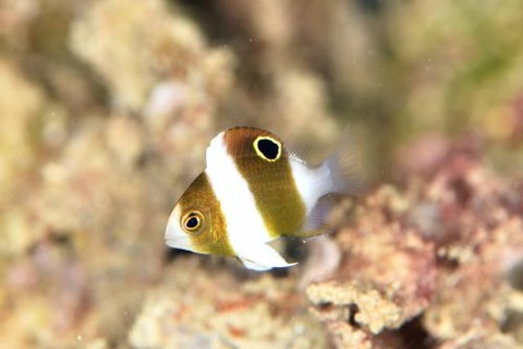 ダンダラスズメダイ