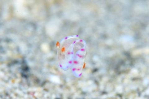 ミカドウミウシ