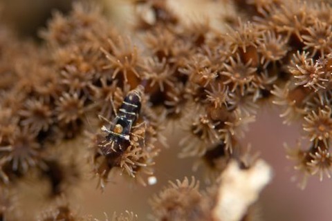 ブラックコーラルシュリンプ