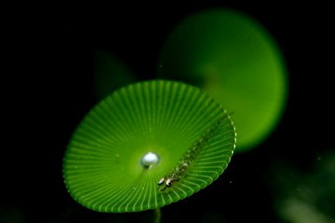 ウミショウブハゼ属の1種